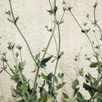 Eriogonum cinereum (ash leaf / coastal buckwheat),