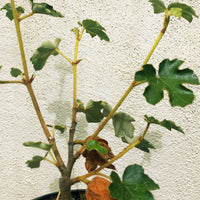 Fremontodendron 'San Gabriel'