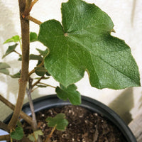 Fremontodendron 'San Gabriel'