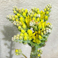 Dudleya traskiae
