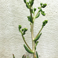 Dudleya edulis