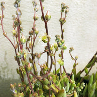 Dudleya attenuata ssp. orcuttii