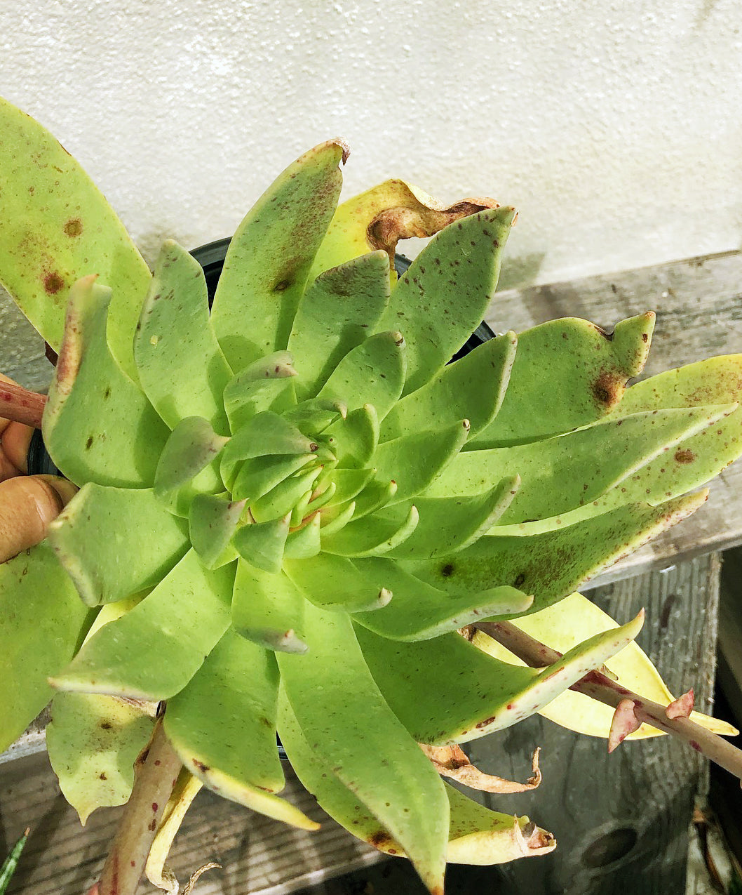 Dudleya ingens