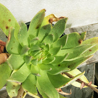 Dudleya ingens