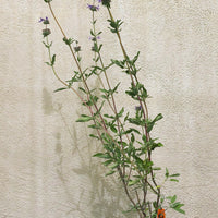 Salvia 'Pozo Blue'