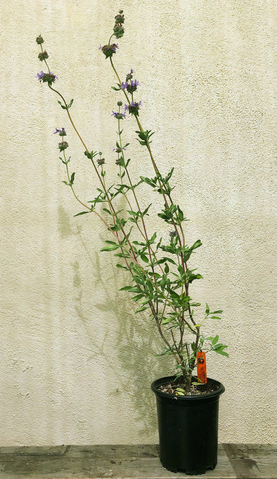 Salvia 'Pozo Blue'