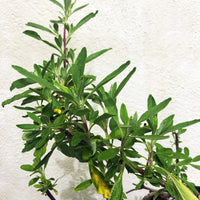 Salvia 'Shirley's Creeper', Shirley's Creeper' Sage