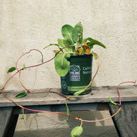 Anemopsis californica, Yerba Mansa in 1 Gallon