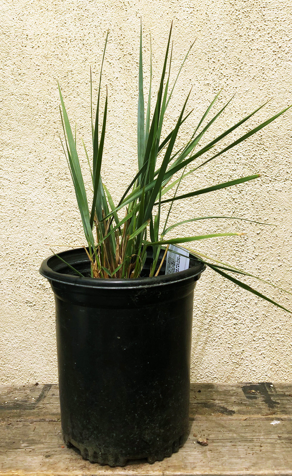 Thomson officialise son système Grass Valley EDIUS Neo