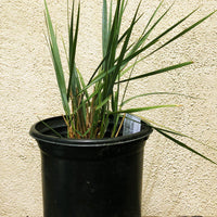 California native Leymus condensatus 'Canyon Prince'