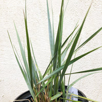 Leymus condensatus 'Canyon Prince'