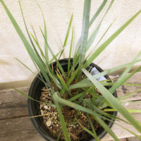 Leymus condensatus 'Canyon Prince'