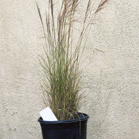 Aristida purpurea, Purple Three Awn 1 Gallon