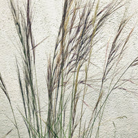 Aristida purpurea, Purple Three Awn