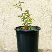 Calliandra californica (Baja Fairy Duster)