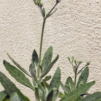 Eriogonum x blissianum