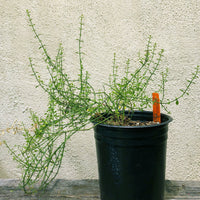 Adolphia californica (California adolphia)