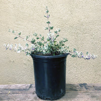 Condea (Hyptis) emoryi (desert lavender)