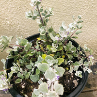 Condea (Hyptis) emoryi (desert lavender)