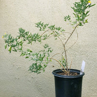Isomeris arborea, Cleome isomeris bladder pod 1 Gallon