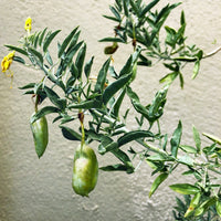 Isomeris arborea, Cleome isomeris (bladder pod) pods and flower