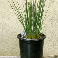 Juncus patens 'Carmans Grey'