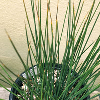 Juncus patens 'Carmans Grey'