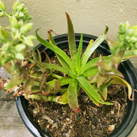 Dudleya lanceolata