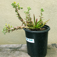 Dudleya lanceolata