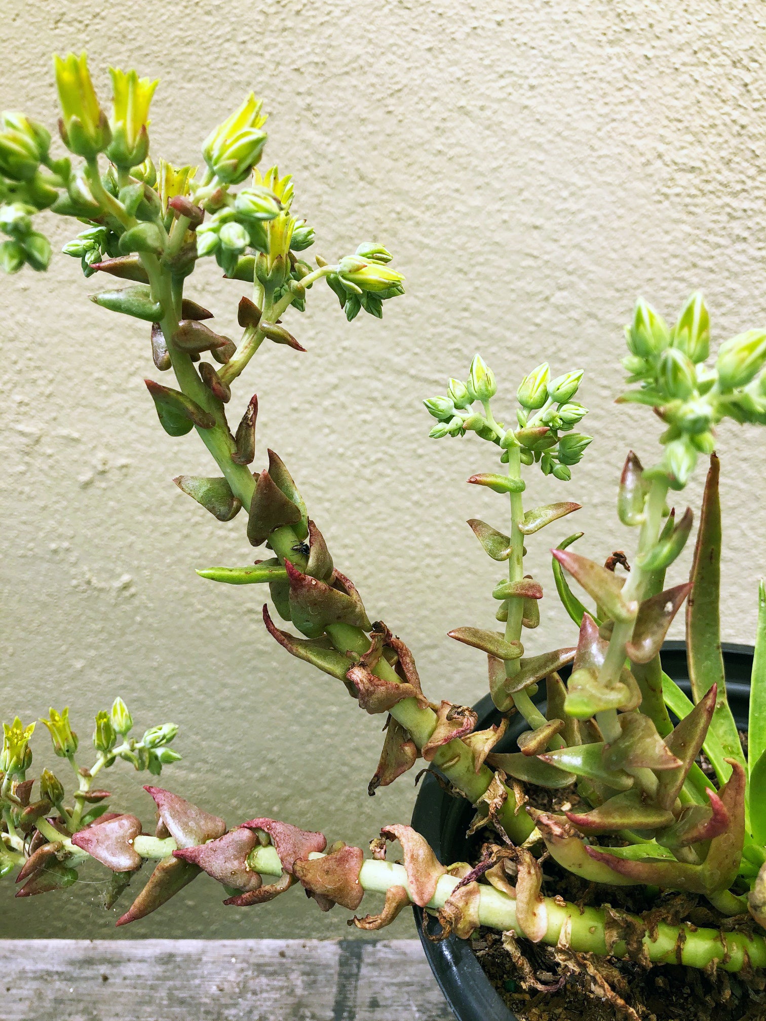succulent plant with woody stem Dudleya lanceolata – Plant Material