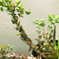 Dudleya lanceolata