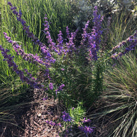 Trichostema lanatum (Woolly Blue Curls) by Plant Material