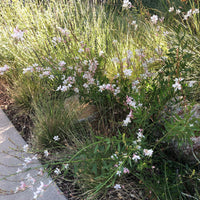 Gaura lindheimeri 'Whirling Butterflies'