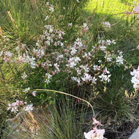 Gaura lindheimeri 'Whirling Butterflies'