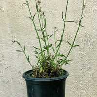 Verbena bonariensis 'Lollipop'