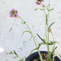 Verbena bonariensis 'Lollipop'