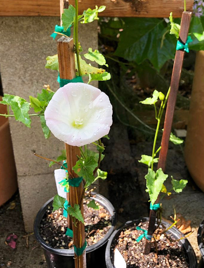 Morning Glory Flower Vine Morning Glory Flower Vine