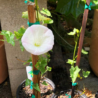 Calystegia macrostegia 'Anacapa Pink' , Morning glory