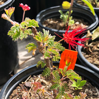 Calliandra californica (Baja Fairy Duster)