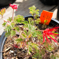 Calliandra californica (Baja Fairy Duster)