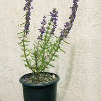 Trichostema lanatum (Woolly Blue Curls) 1 Gallon