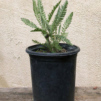 Achillea taygetea 'Moonshine' 1 Gallon