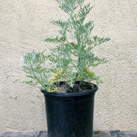 Artemisia 'Powis Castle'