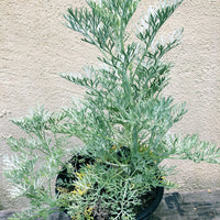 Artemisia 'Powis Castle'