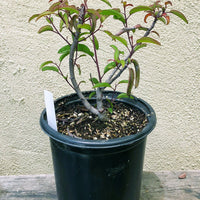 Malosma laurina, Laurel sumac 1 Gallon