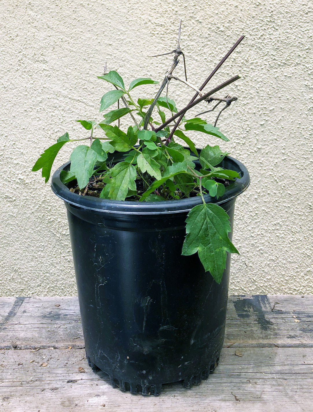 potted clematis plants Clematis ligusticifolia – Plant Material