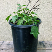 Clematis ligusticifolia