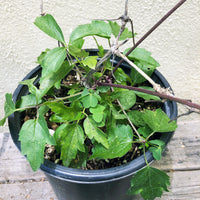 Clematis ligusticifolia