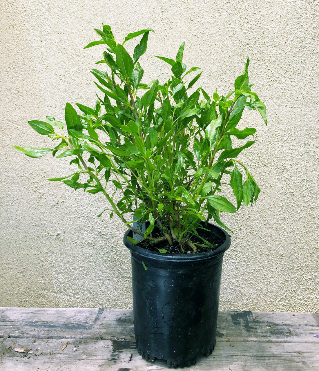 Encelia californica, Bush sunflower