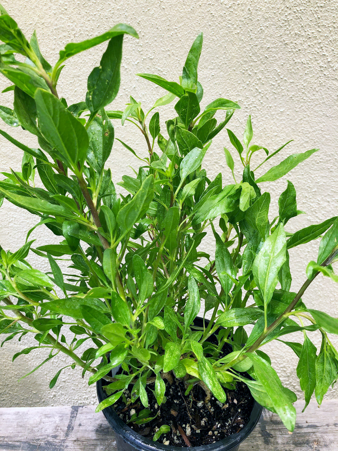 Encelia californica, Bush sunflower